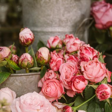 roze ruze u vazama